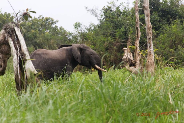 049 LOANGO 2 Akaka Riviere Rembo Ngove Nord Berge et Mammalia Proboscidea Elephant Loxodonta africana cyclotis 15E5K3IMG_106860wtmk.jpg